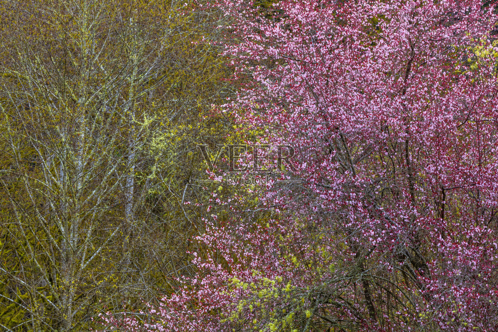美国加州北部沿海地区照片摄影图片