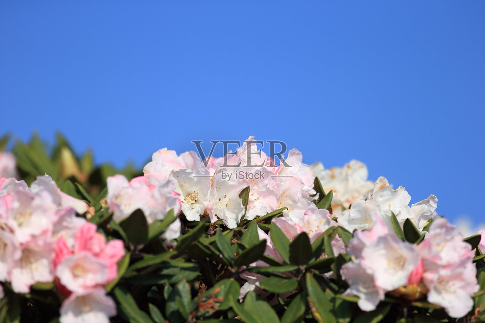 杜鹃花,华山照片摄影图片