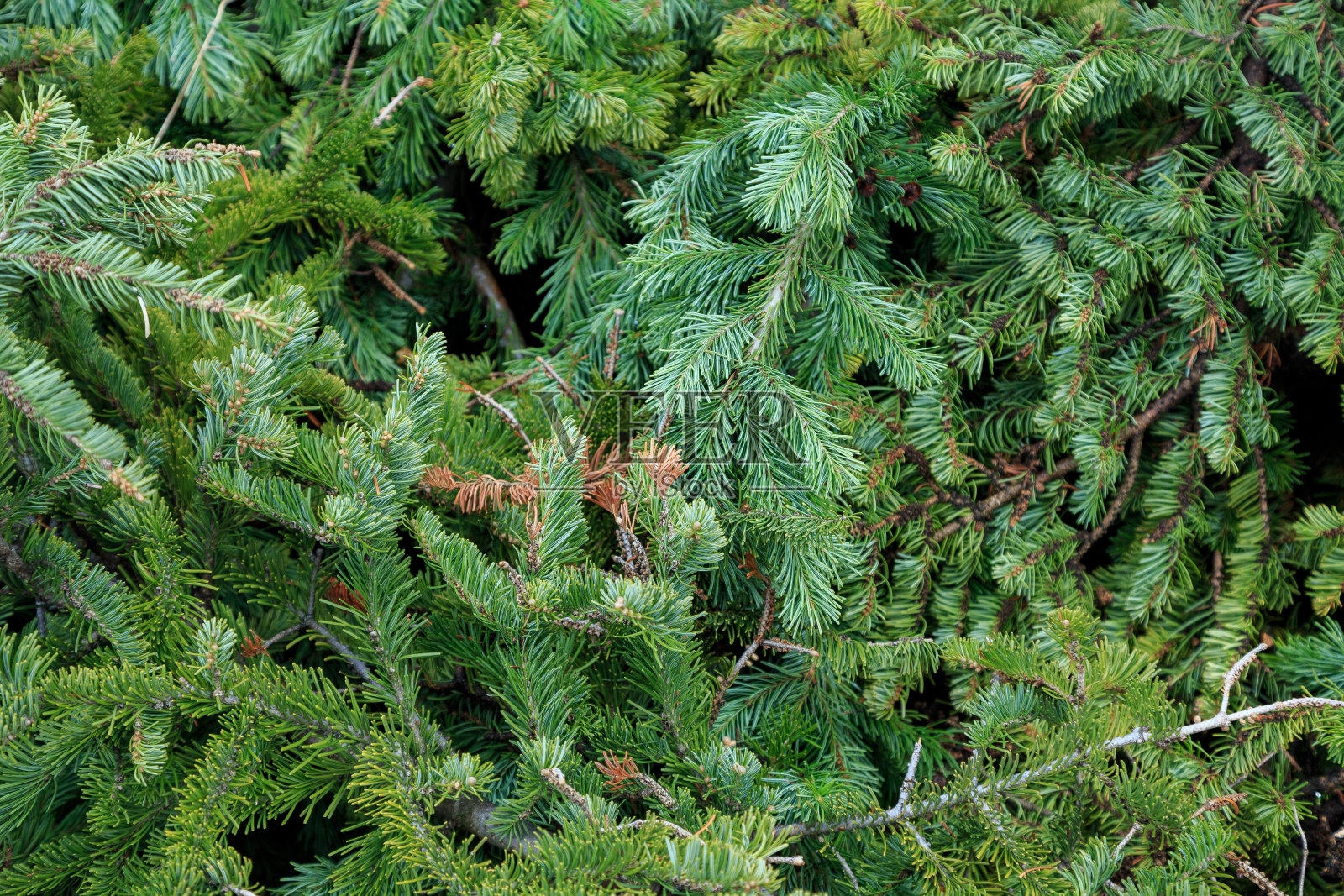 新鲜冷杉枝背景，圣诞树枝照片摄影图片