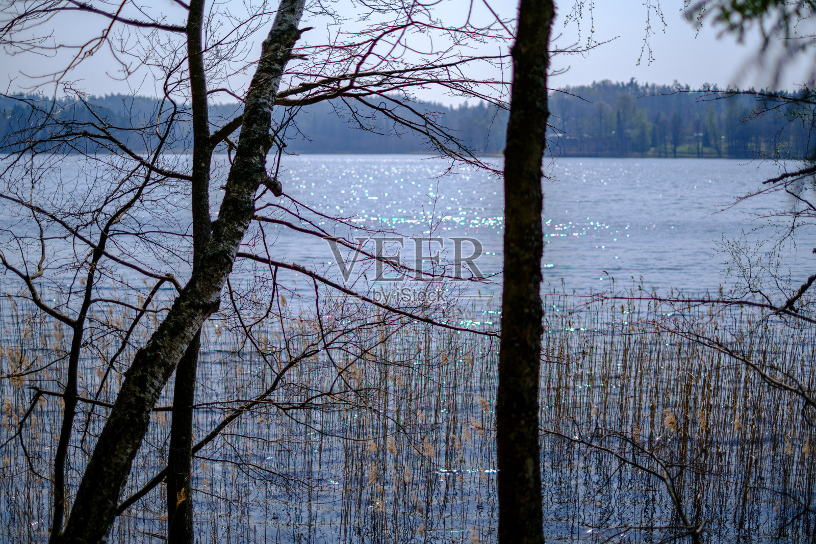春天的树枝，小新鲜的叶子在水体的背景与反射照片摄影图片