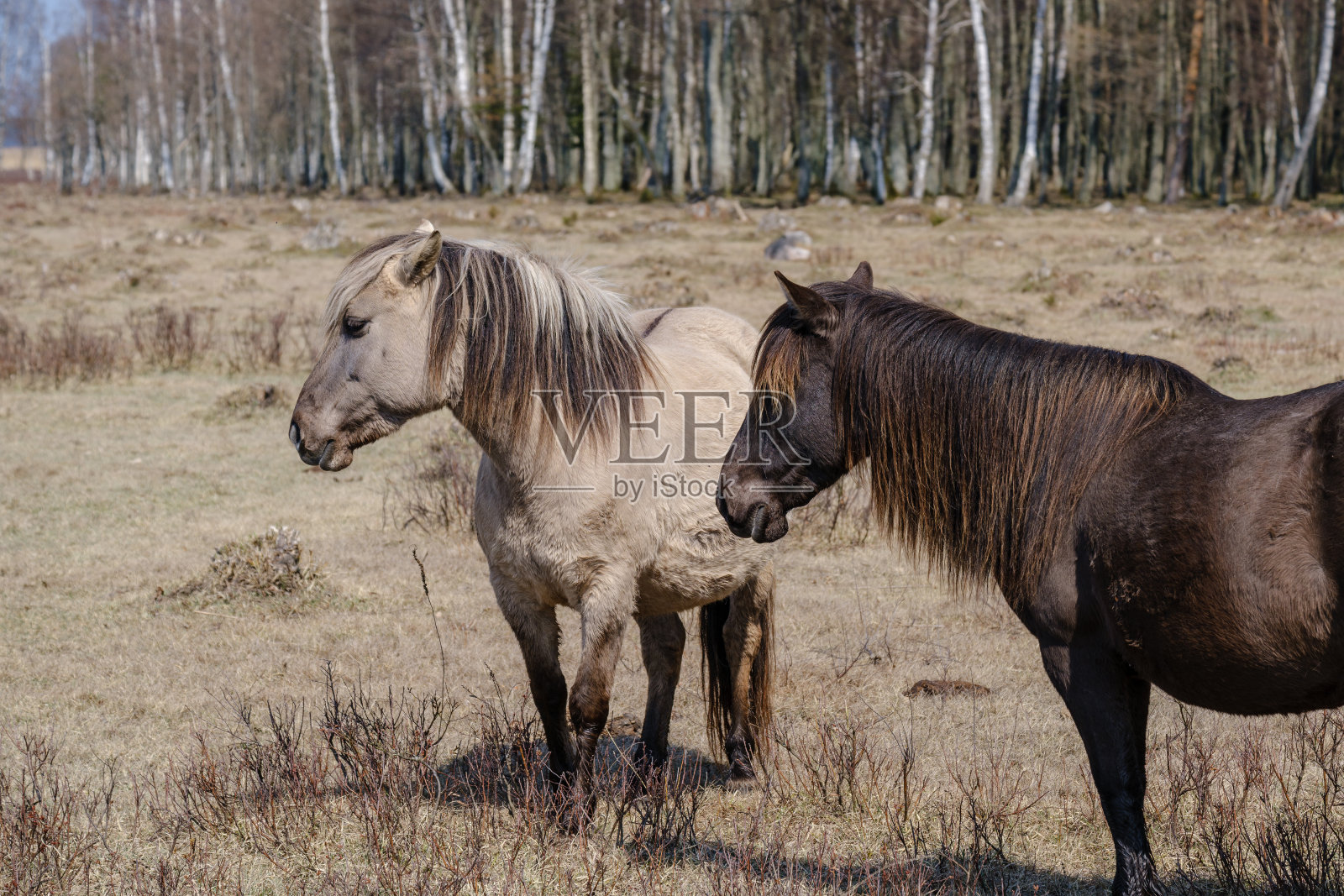 春天裸露的牧场上的野马照片摄影图片