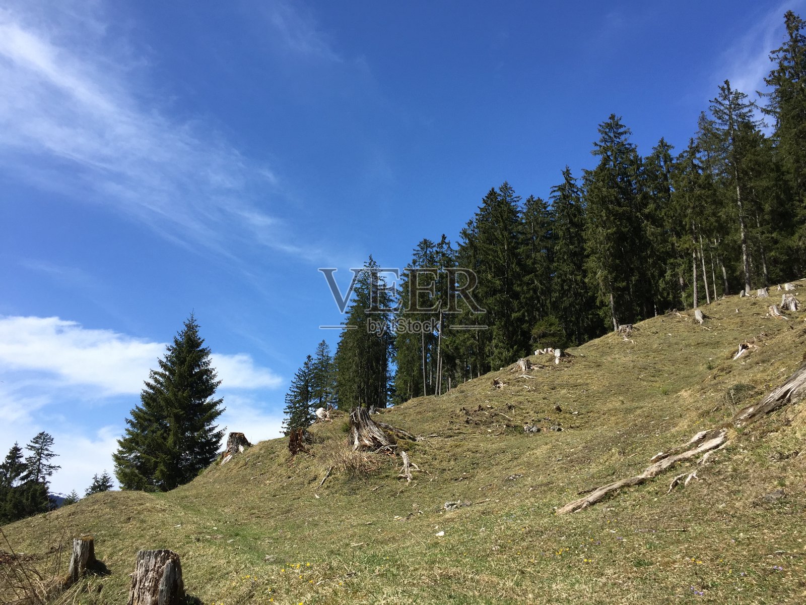 早春有树桩和针叶树的高山牧场。Oberstdorf Allgau,德国照片摄影图片