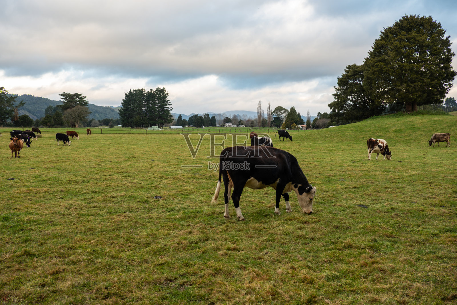 牧场、新西兰照片摄影图片