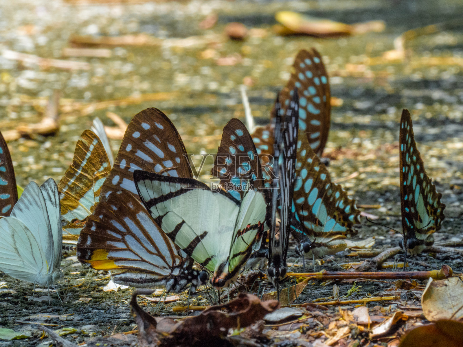 金色蝴蝶与秋叶背景照片摄影图片