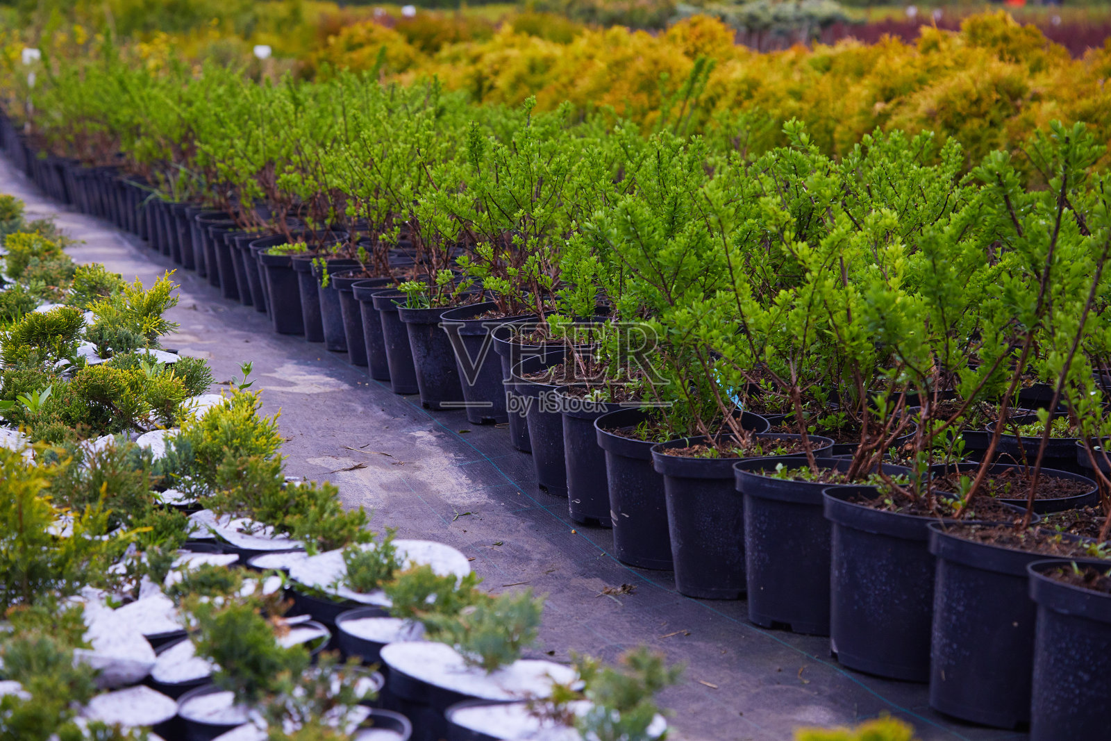 在花园商店的针叶树照片摄影图片