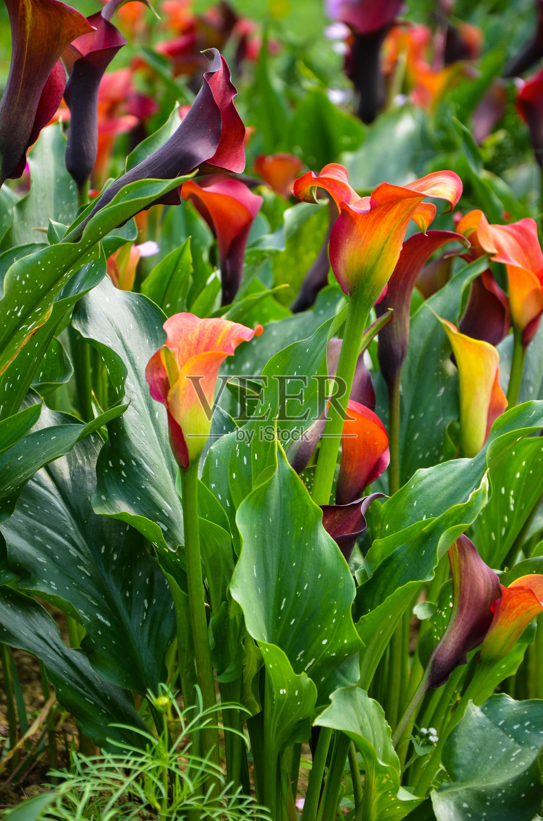橙色马蹄莲或马蹄莲在花园里。照片摄影图片