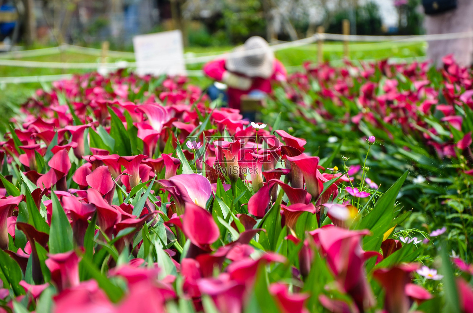 红色马蹄莲或马蹄莲在花园里。照片摄影图片