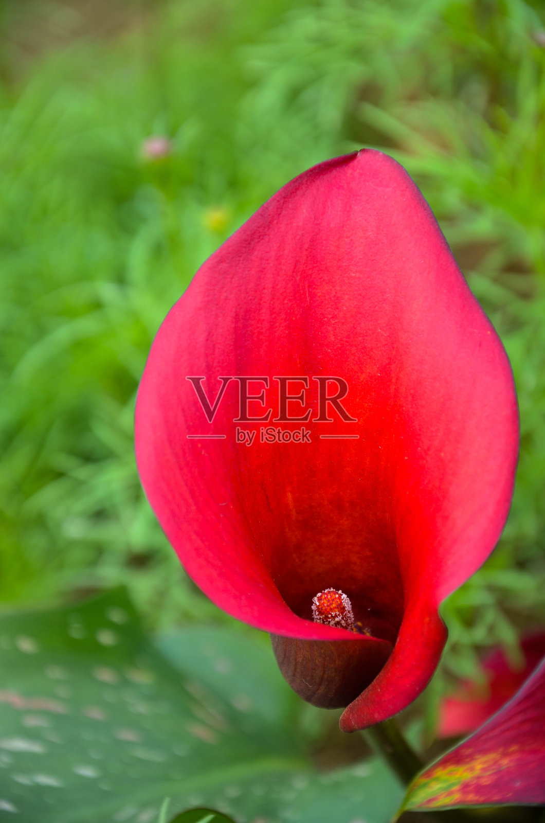 红色马蹄莲或马蹄莲在花园里。照片摄影图片