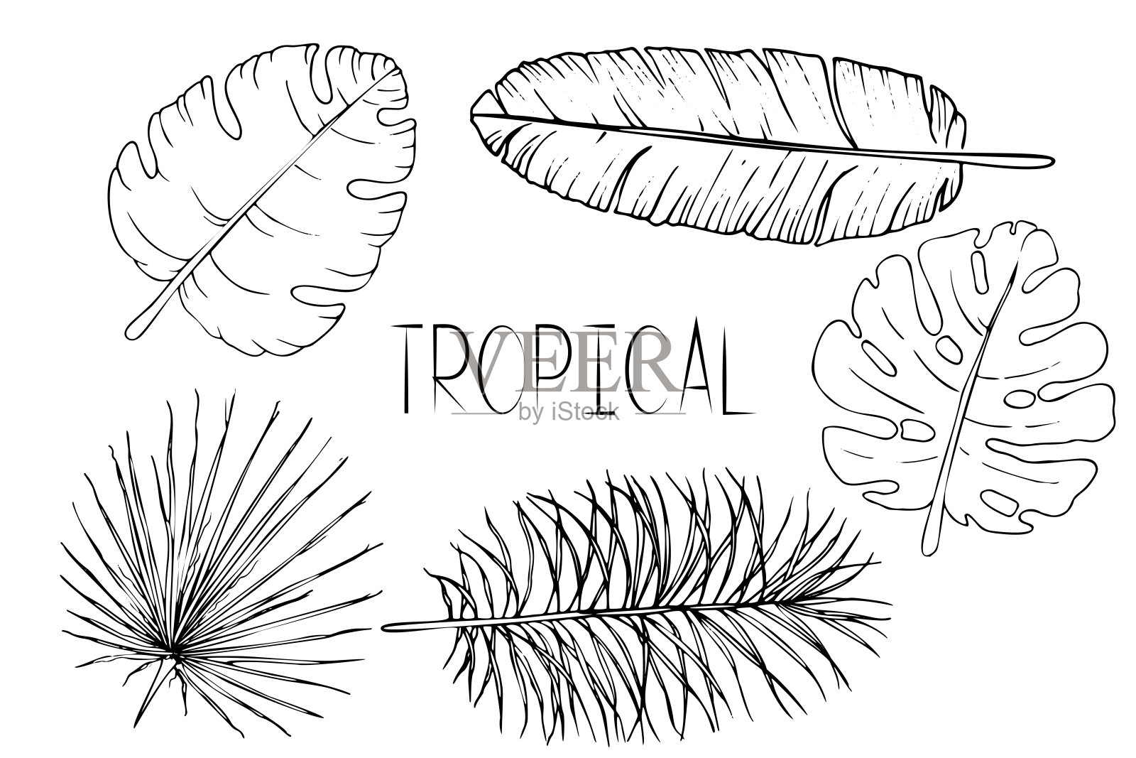 一组黑色和白色的棕榈叶。在白色背景上孤立的热带植物剪影。插画图片素材