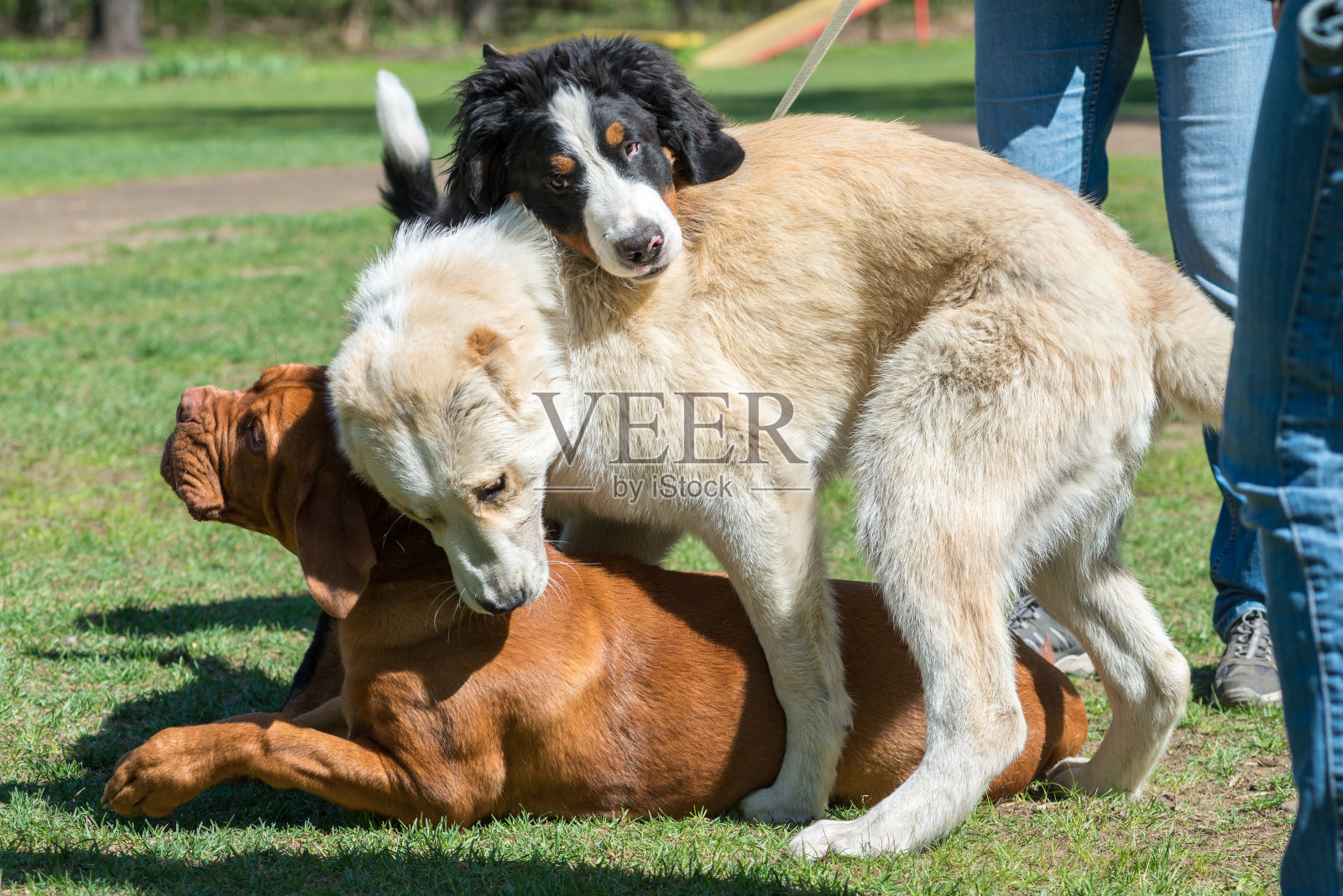 三只狗打架照片摄影图片