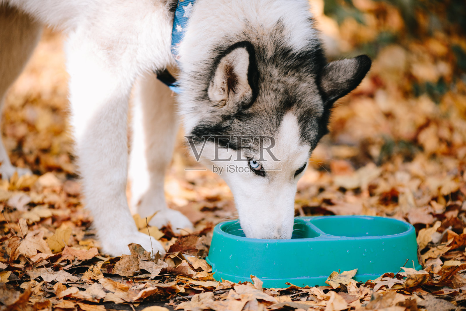 西伯利亚哈士奇喝水照片摄影图片