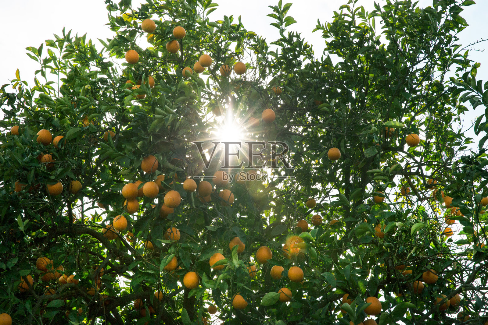 有机柑橘园照片摄影图片