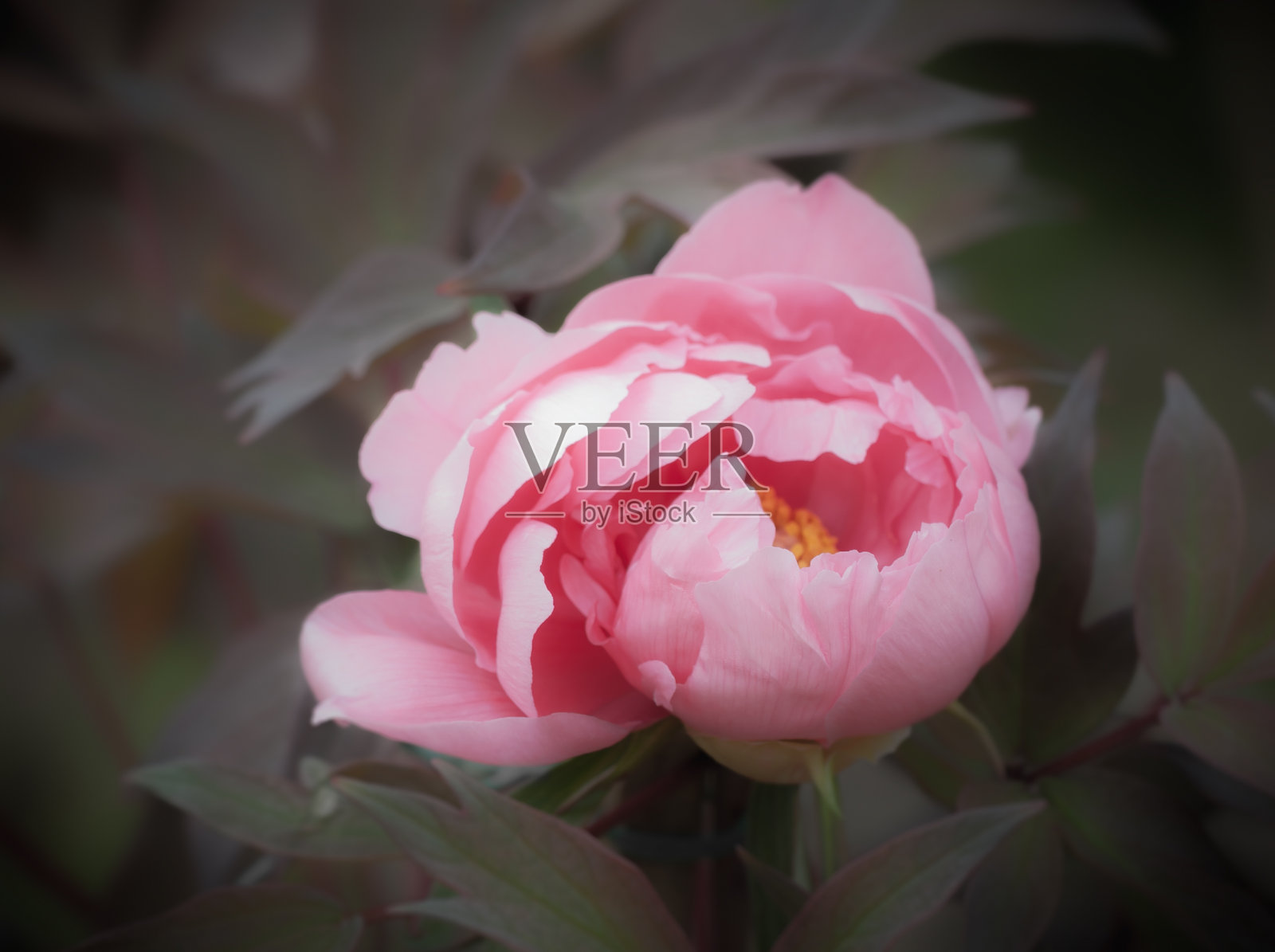 牡丹开花照片摄影图片