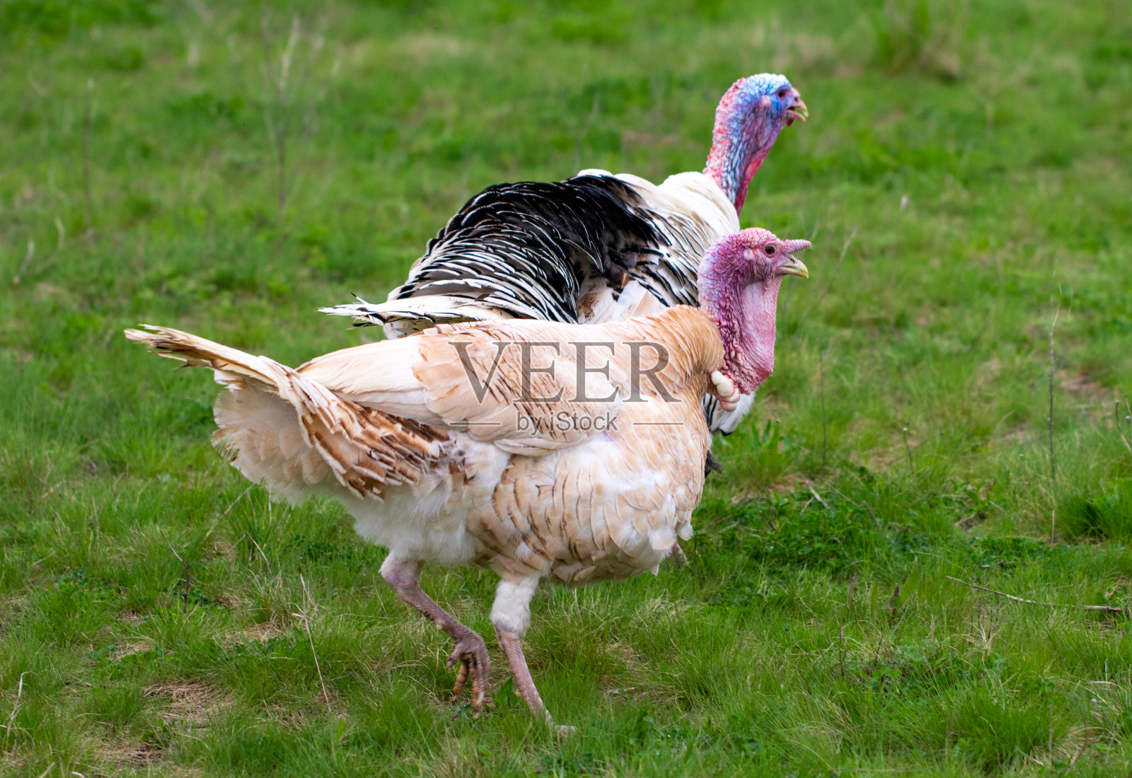 草地上的火鸡.国内的鸟.群火鸡