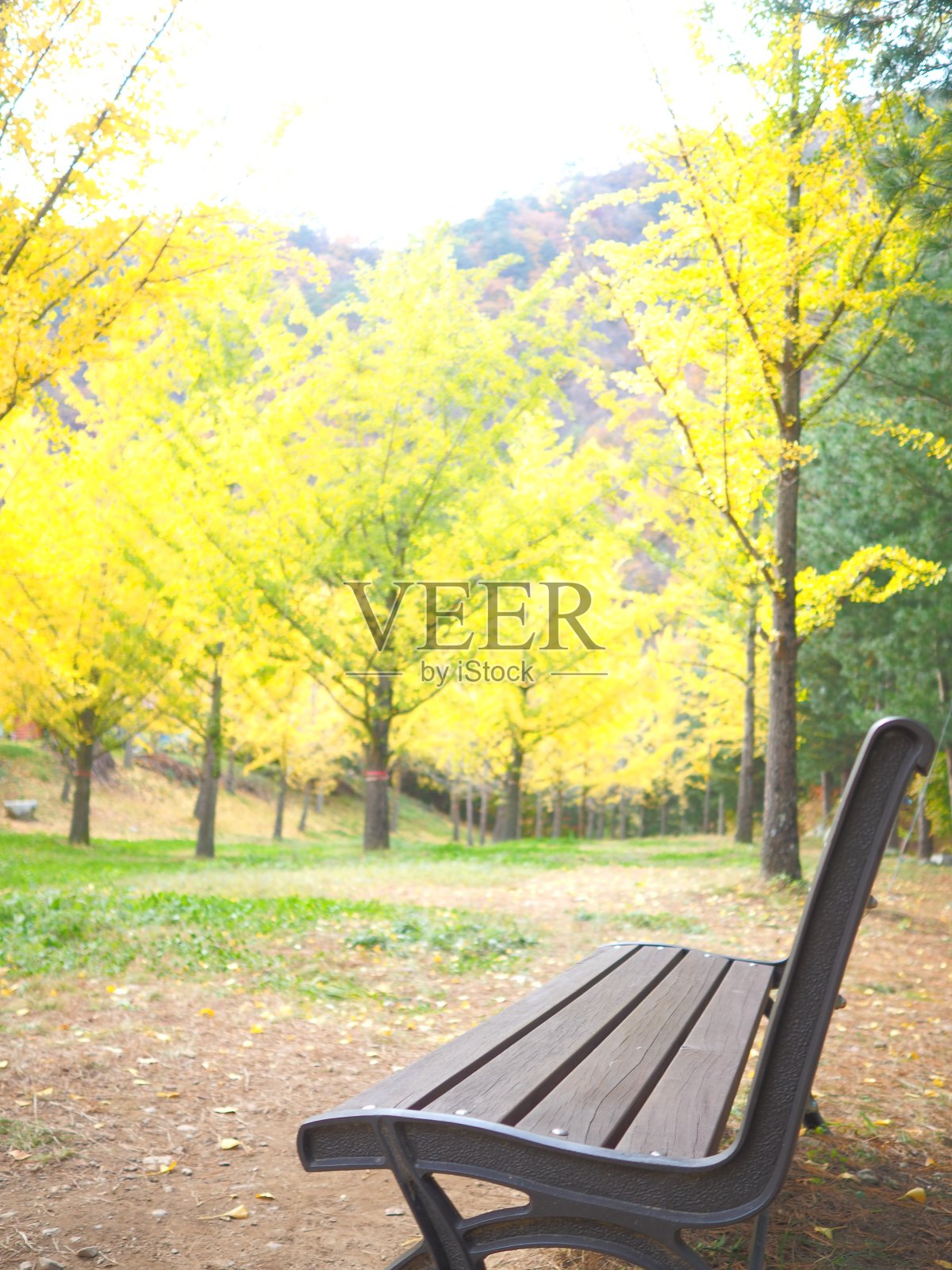 秋天的公园照片摄影图片