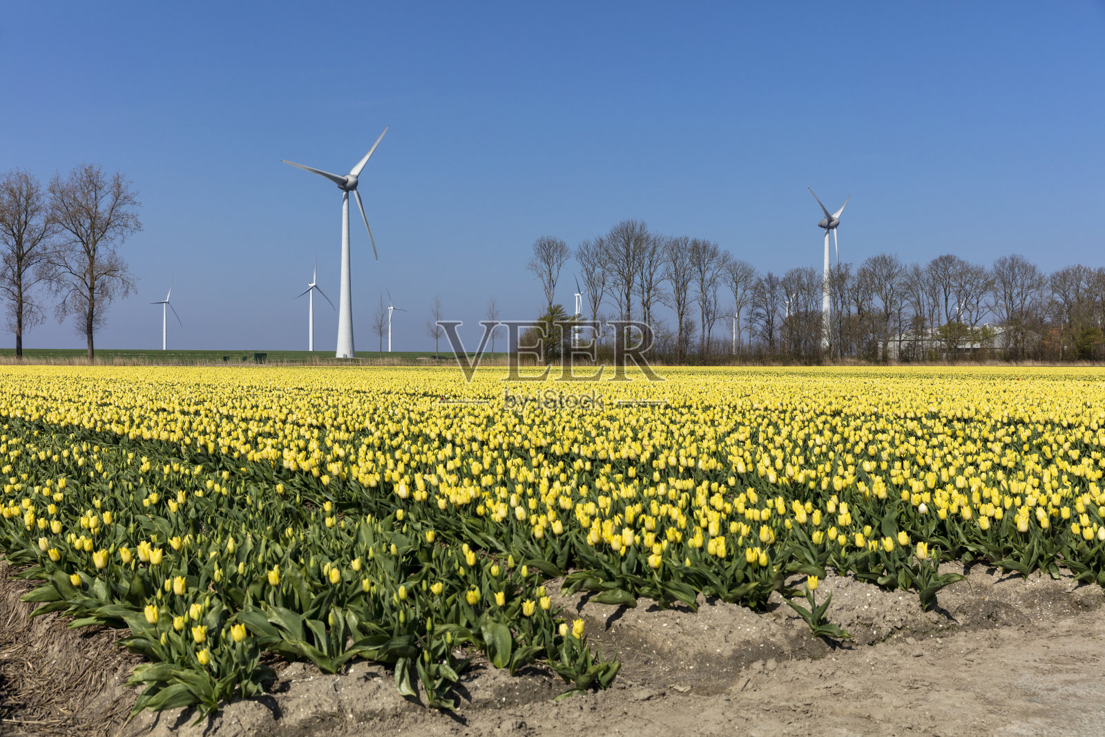 风景如画的郁金香花和风车照片摄影图片
