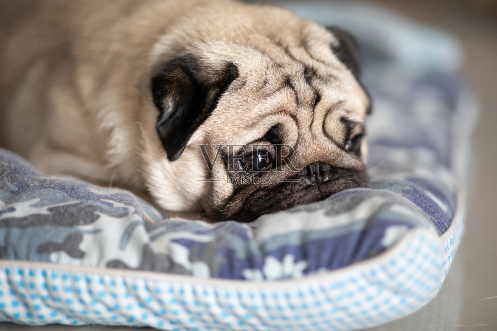 可爱的哈巴狗品种躺在地上睡觉，有趣和紧张的脸感觉，所以放松和舒适照片摄影图片