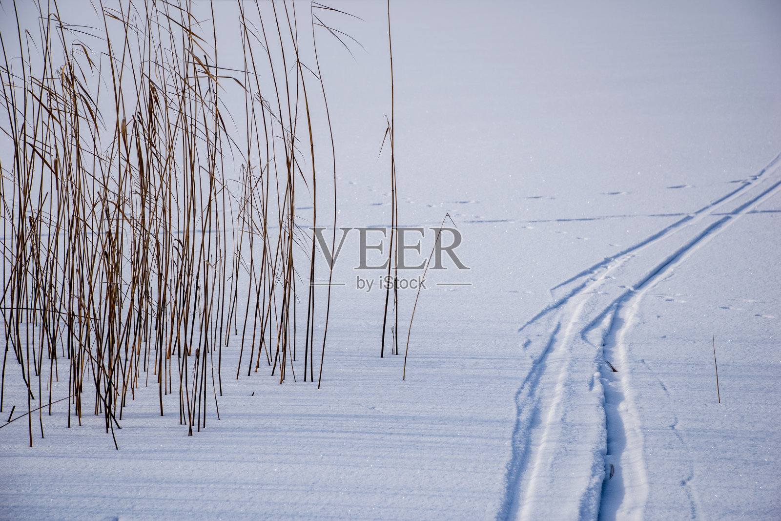 冰封的海滩，白雪和冰冻的树木照片摄影图片
