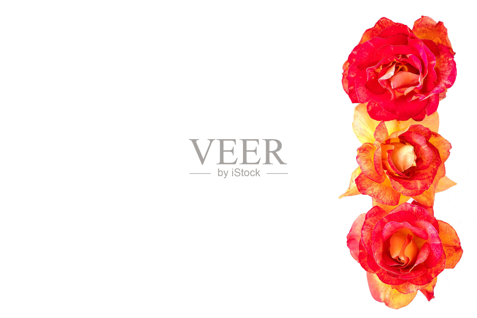 一束孤立在白色背景上的玫瑰照片摄影图片