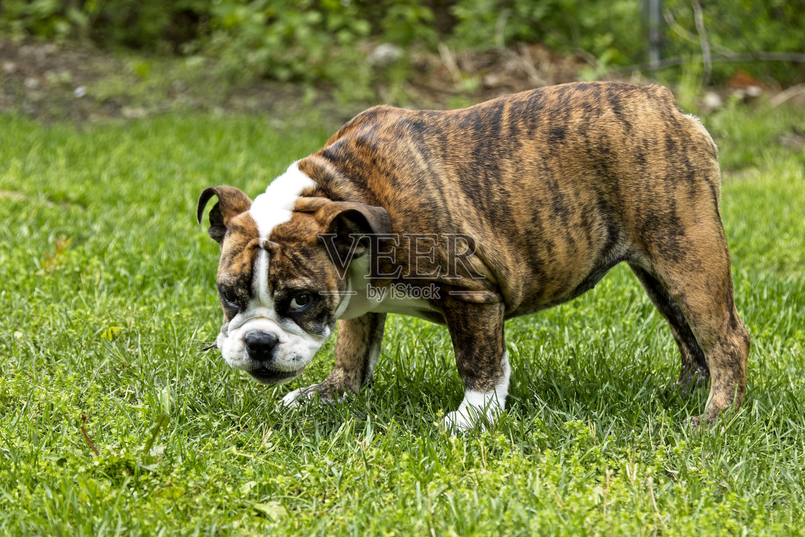 斗牛犬看着摄像机照片摄影图片