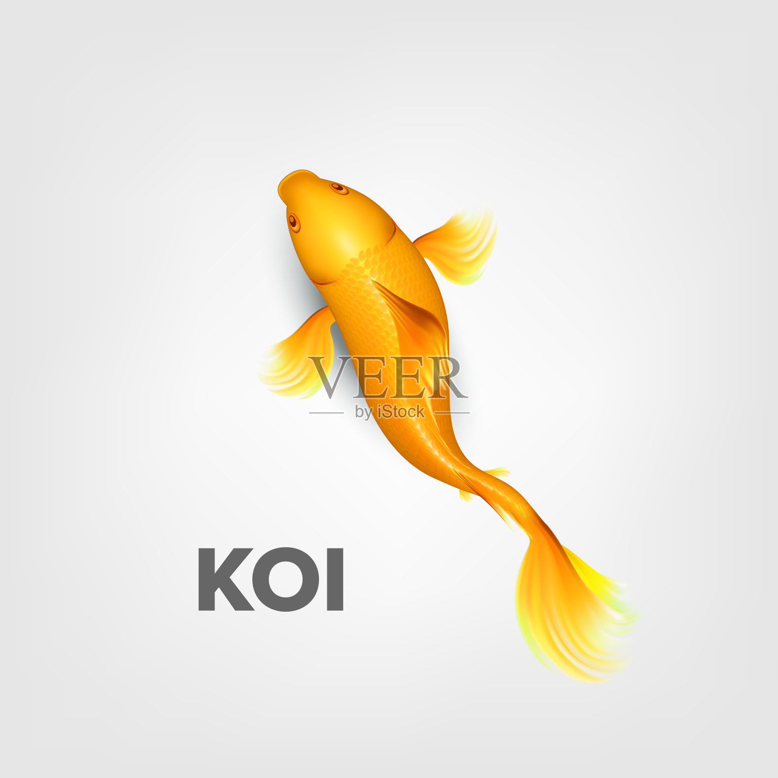 现实东方亮黄色锦鲤鱼矢量插画图片素材