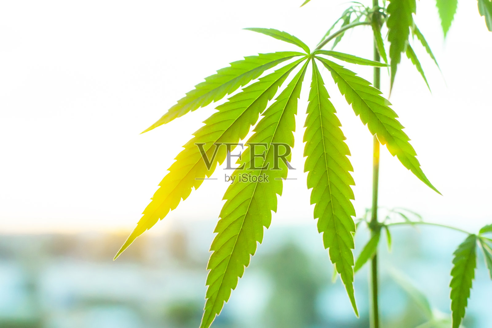 大麻，大麻商业种植，有花植物作药用，大麻在夕阳阳光下。草药替代药物概念，CBD油照片摄影图片