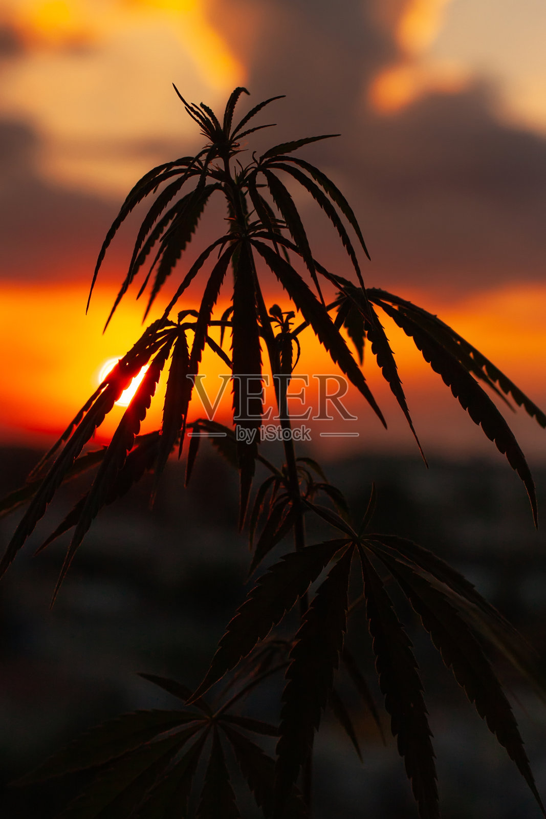 大麻，大麻在收获前在阳光下种植。生物和生态大麻植物用于中草药CBD油照片摄影图片