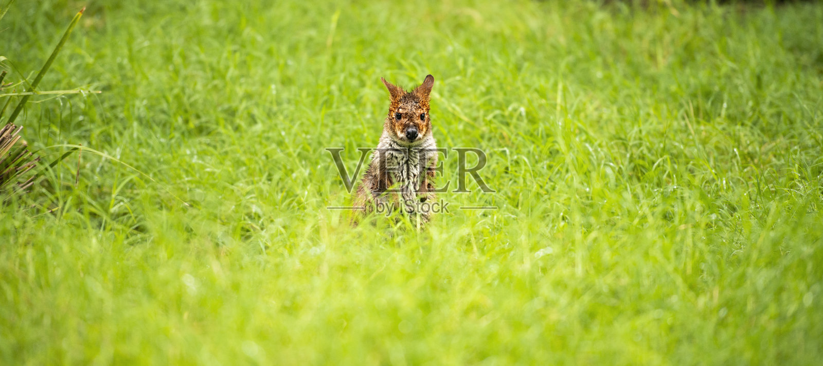 草地上的袋鼠肖像照片摄影图片