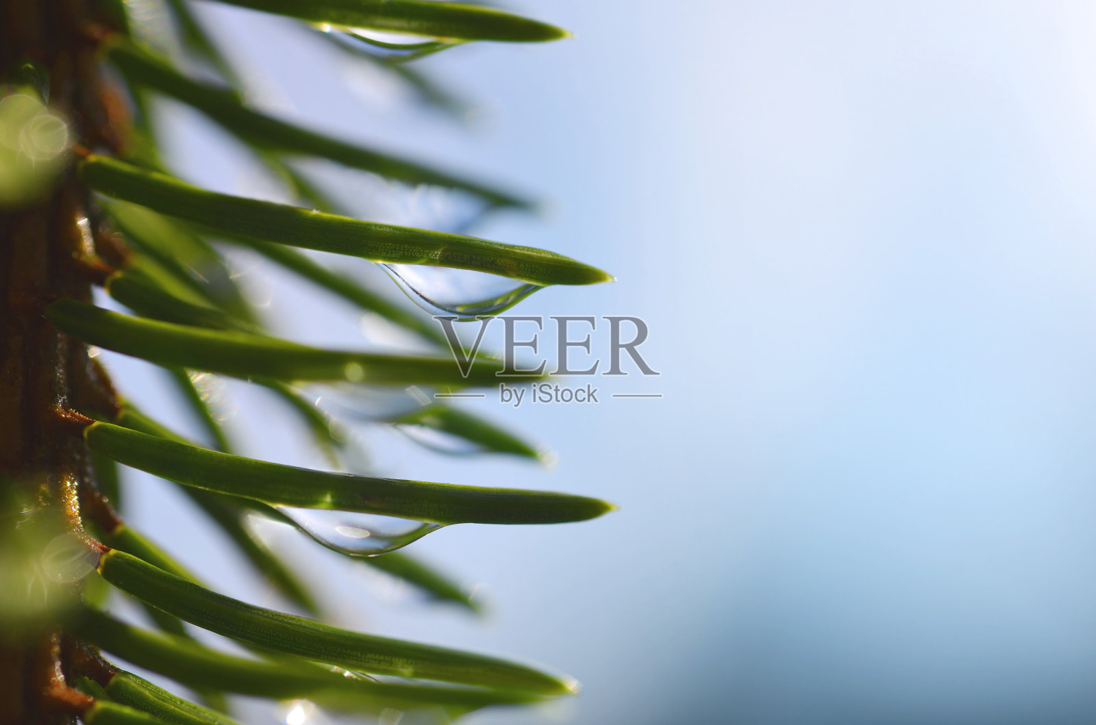 雨滴落在云杉树枝的针尖上。照片摄影图片