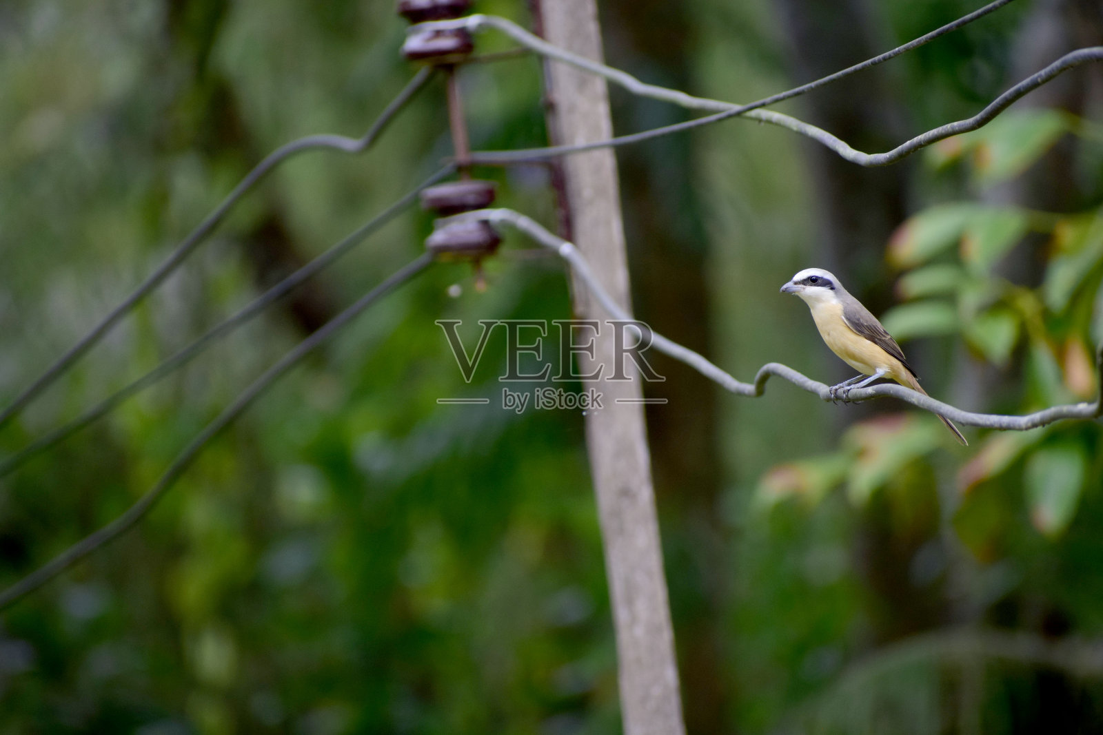 在电线上的棕色臀的迷你鸟照片摄影图片