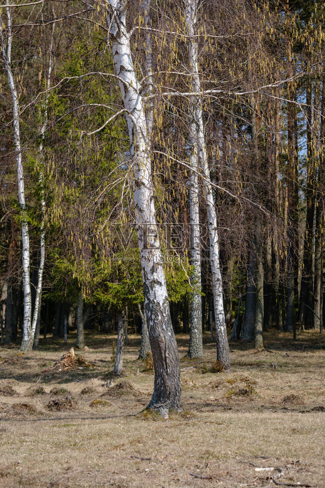 桦树和白杨树在春天生长，第一批叶子孵化照片摄影图片