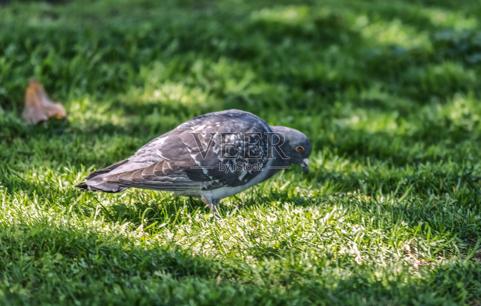 动物照片摄影图片