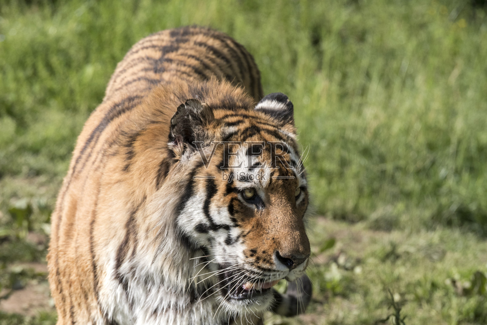 老虎在动物园里休息照片摄影图片