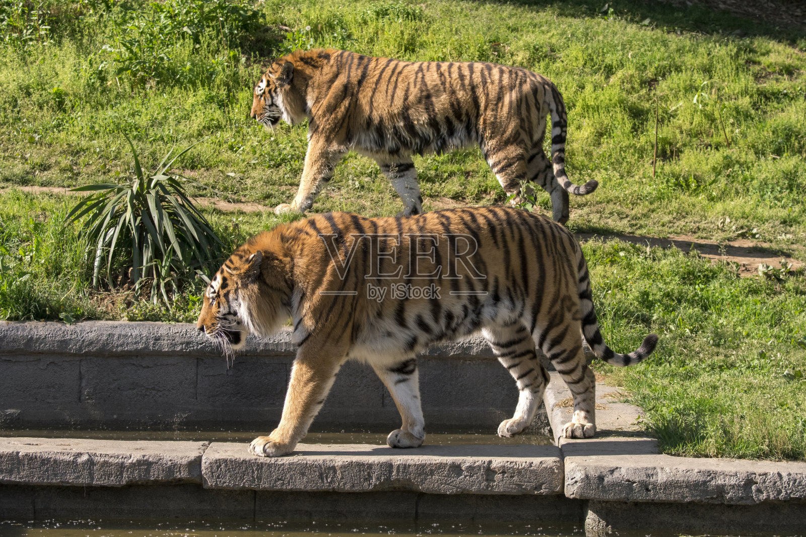 老虎在动物园里休息照片摄影图片