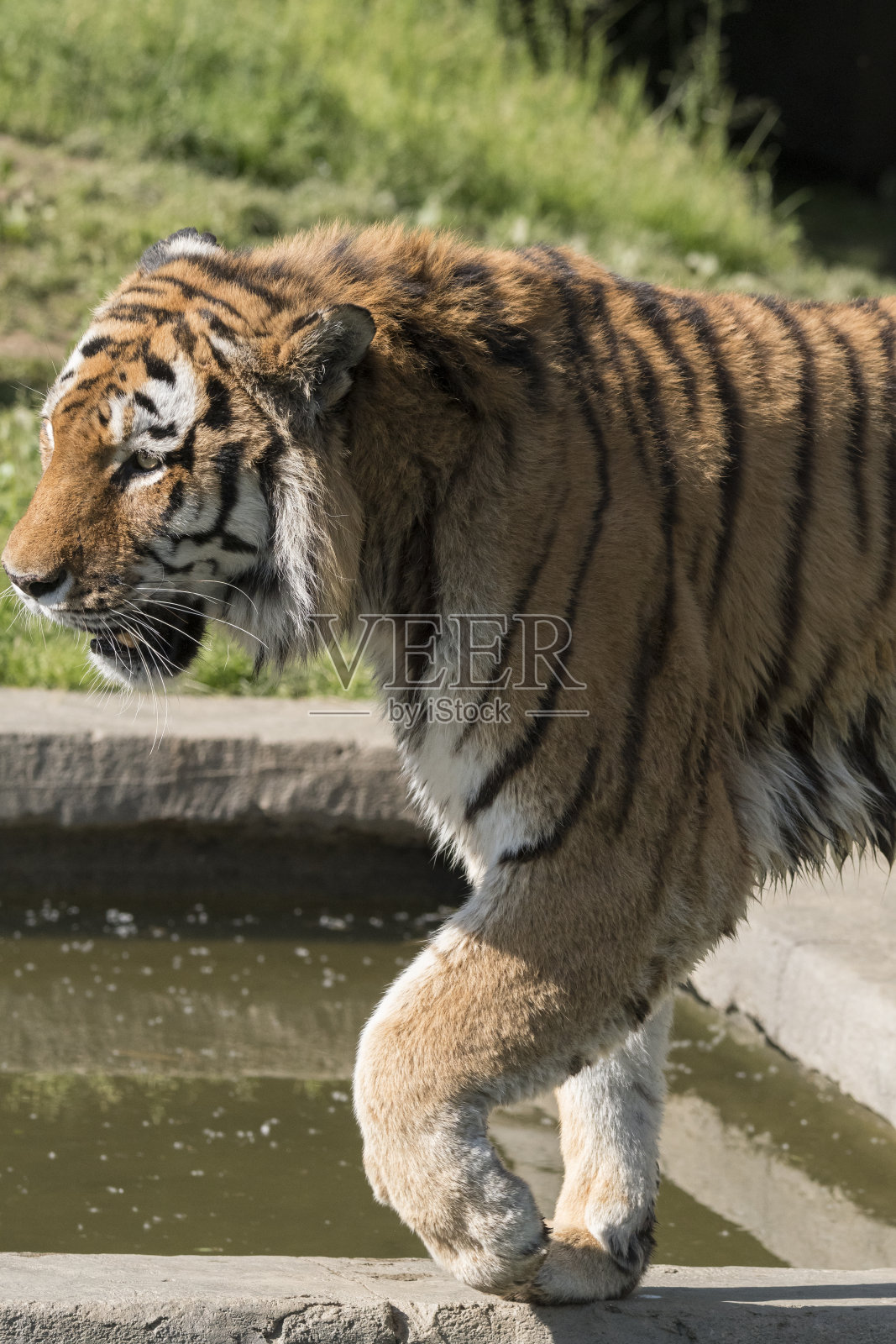 老虎在动物园里休息照片摄影图片