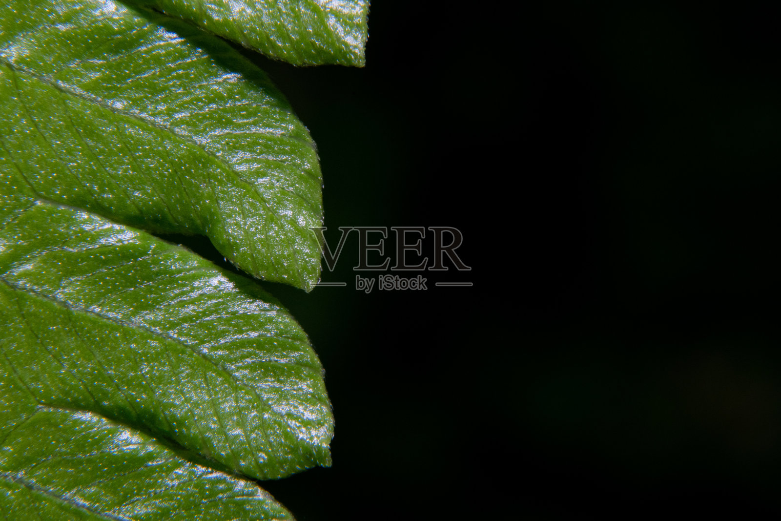 蕨叶的微距拍摄照片摄影图片