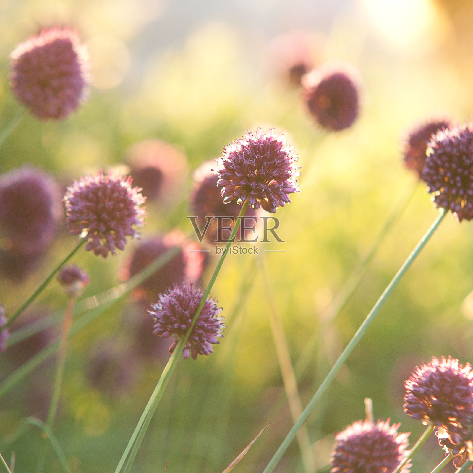 美丽的淡紫色花照片摄影图片
