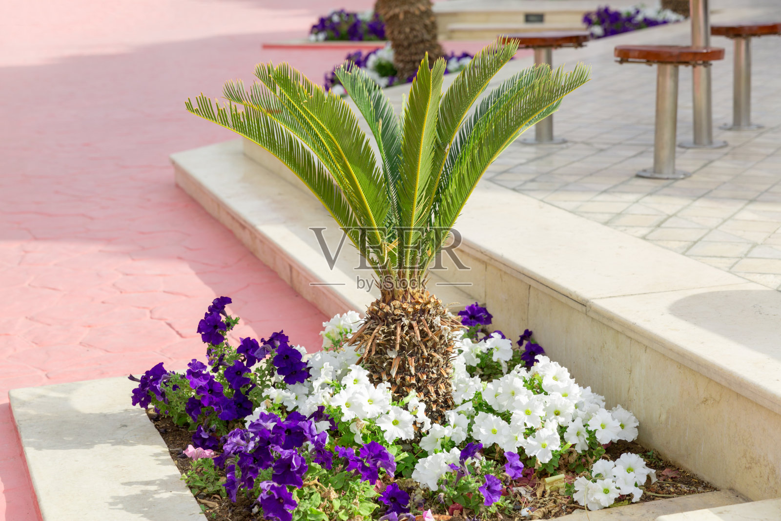 绿草地上的小棕榈树，公园里维护良好的绿树和修剪整齐的草坪照片摄影图片