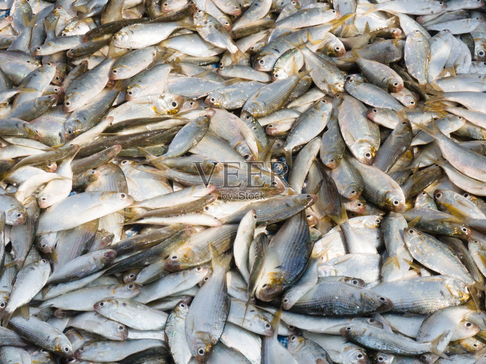 清晨捕获的新鲜鱼，科钦，喀拉拉，印度照片摄影图片