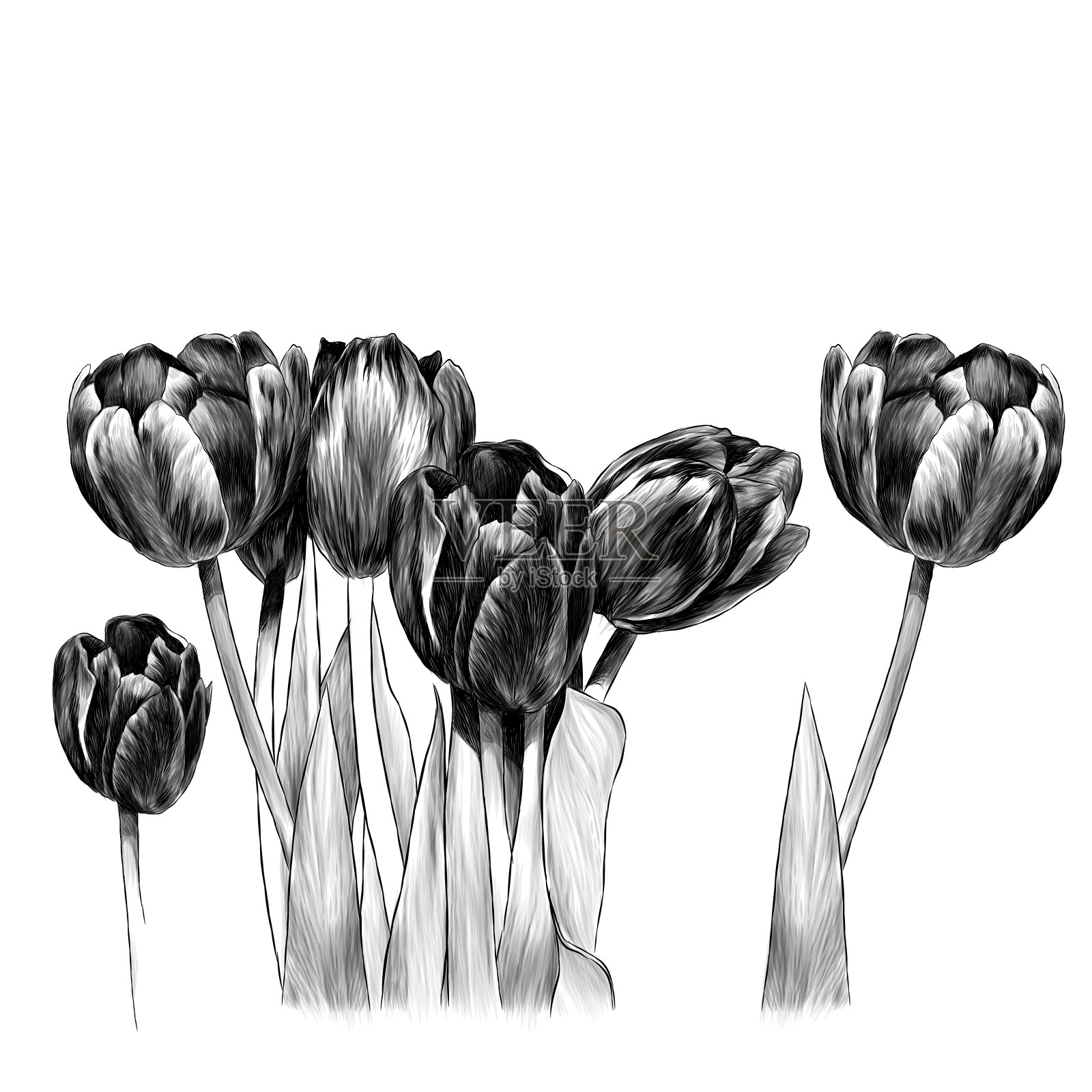 一束郁金香设计元素图片