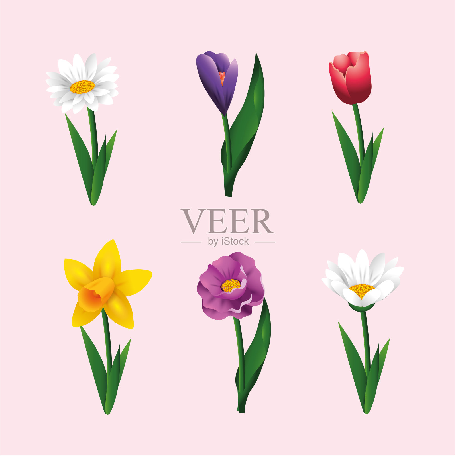 种植奇异的花卉和玫瑰设计元素图片