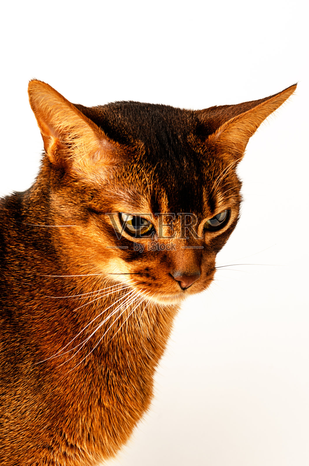 阿比西尼亚猫照片摄影图片