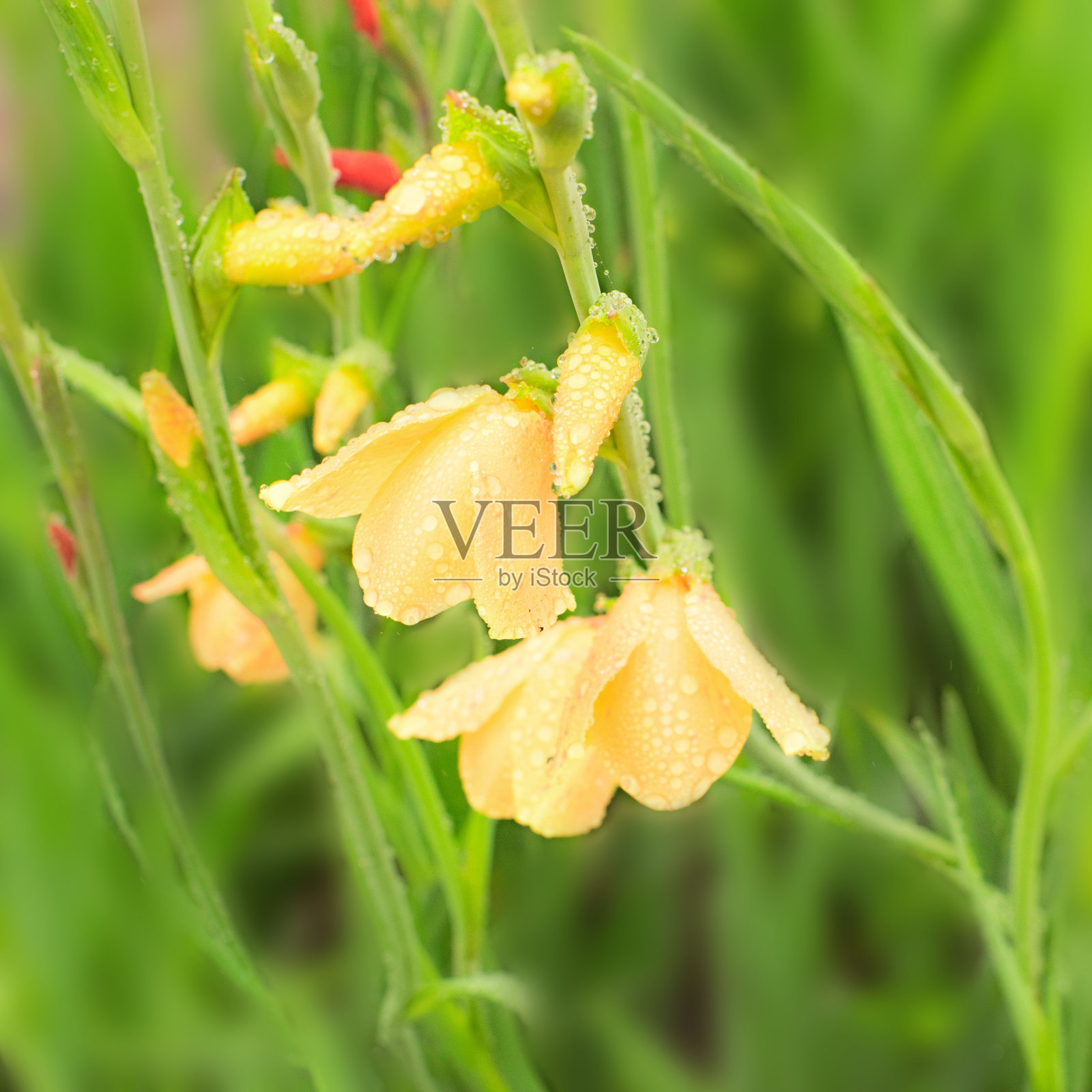 夏日的横幅上美丽的花朵在花园里以模糊的背景。剑兰黄色照片摄影图片