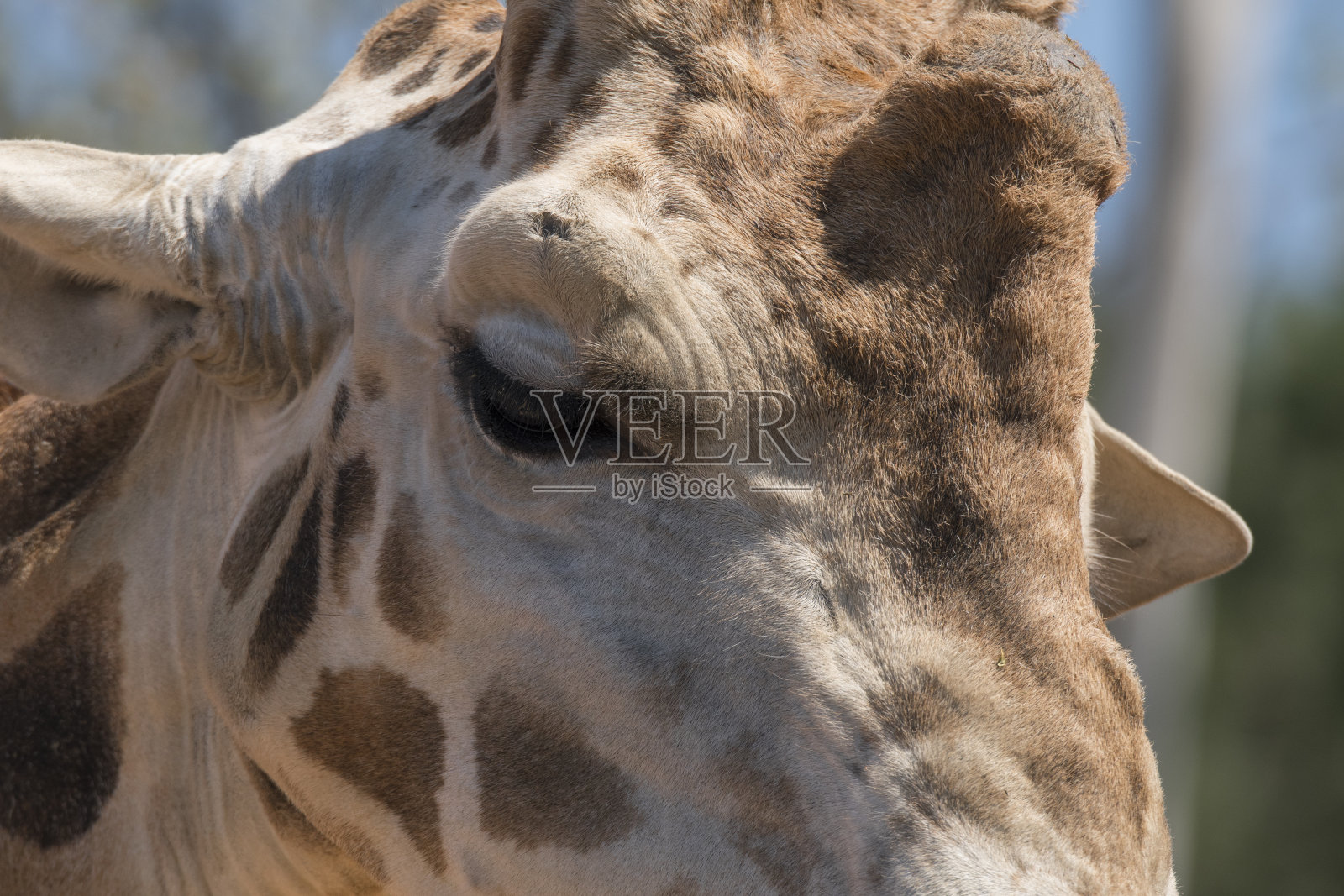 长颈鹿的细节照片摄影图片