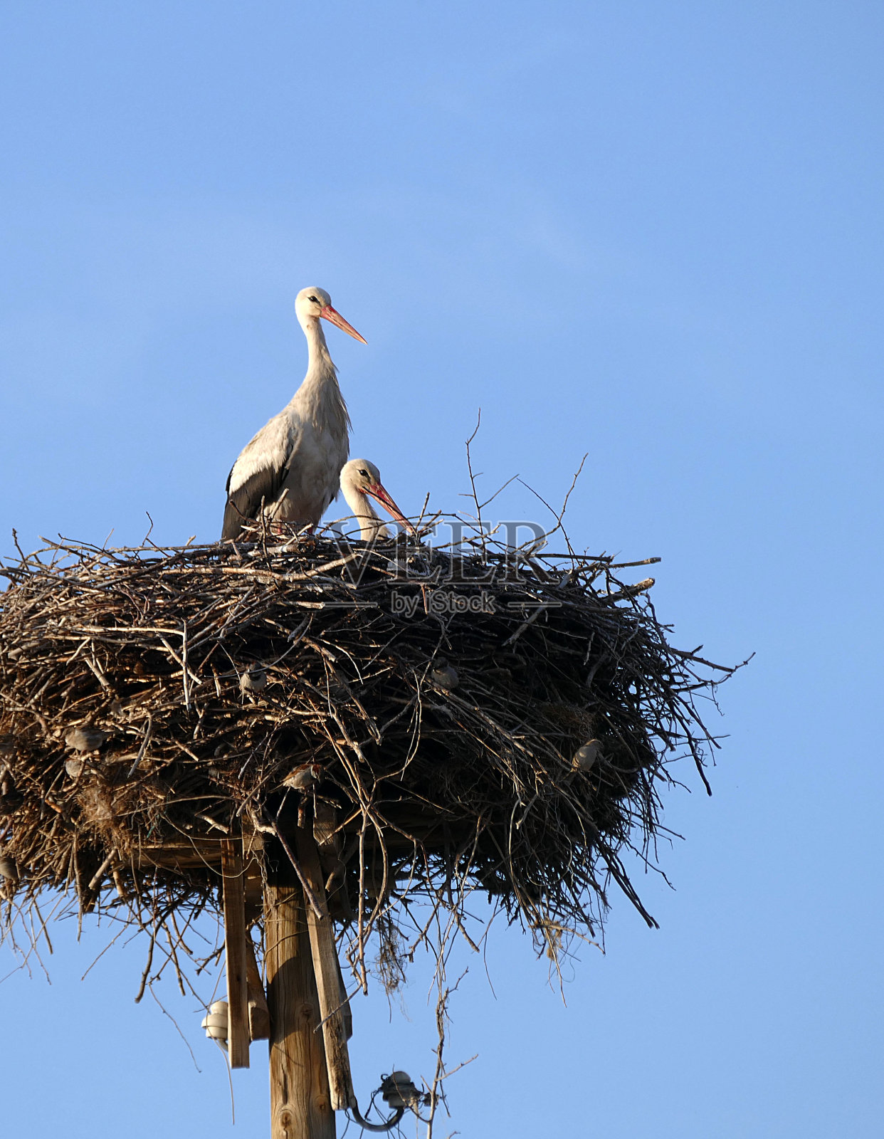 迁徙的鹳在春天回巢照片摄影图片