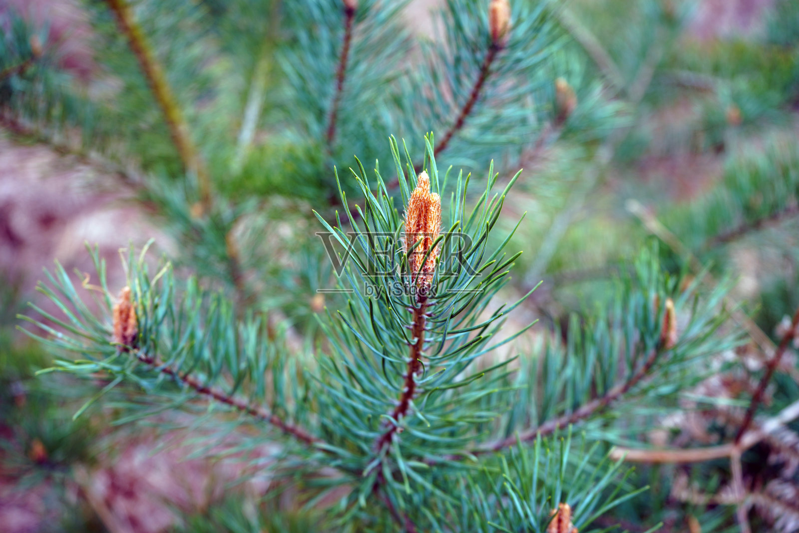 近距离的一个苏格兰松树花与树枝照片摄影图片
