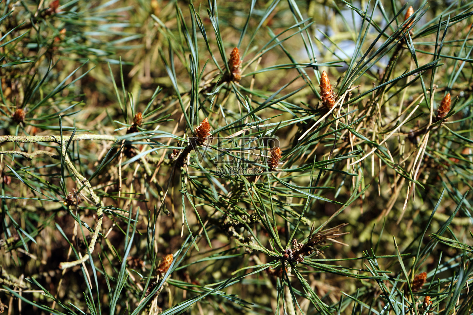 近距离的一个苏格兰松树花与树枝照片摄影图片
