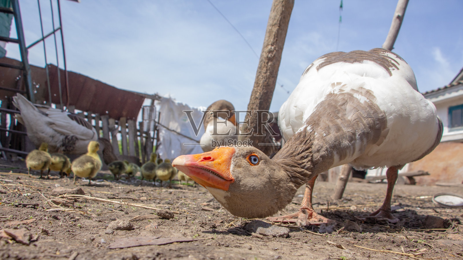 好斗的家鹅，旁边是小黄鹅。以家庭为背景。照片摄影图片