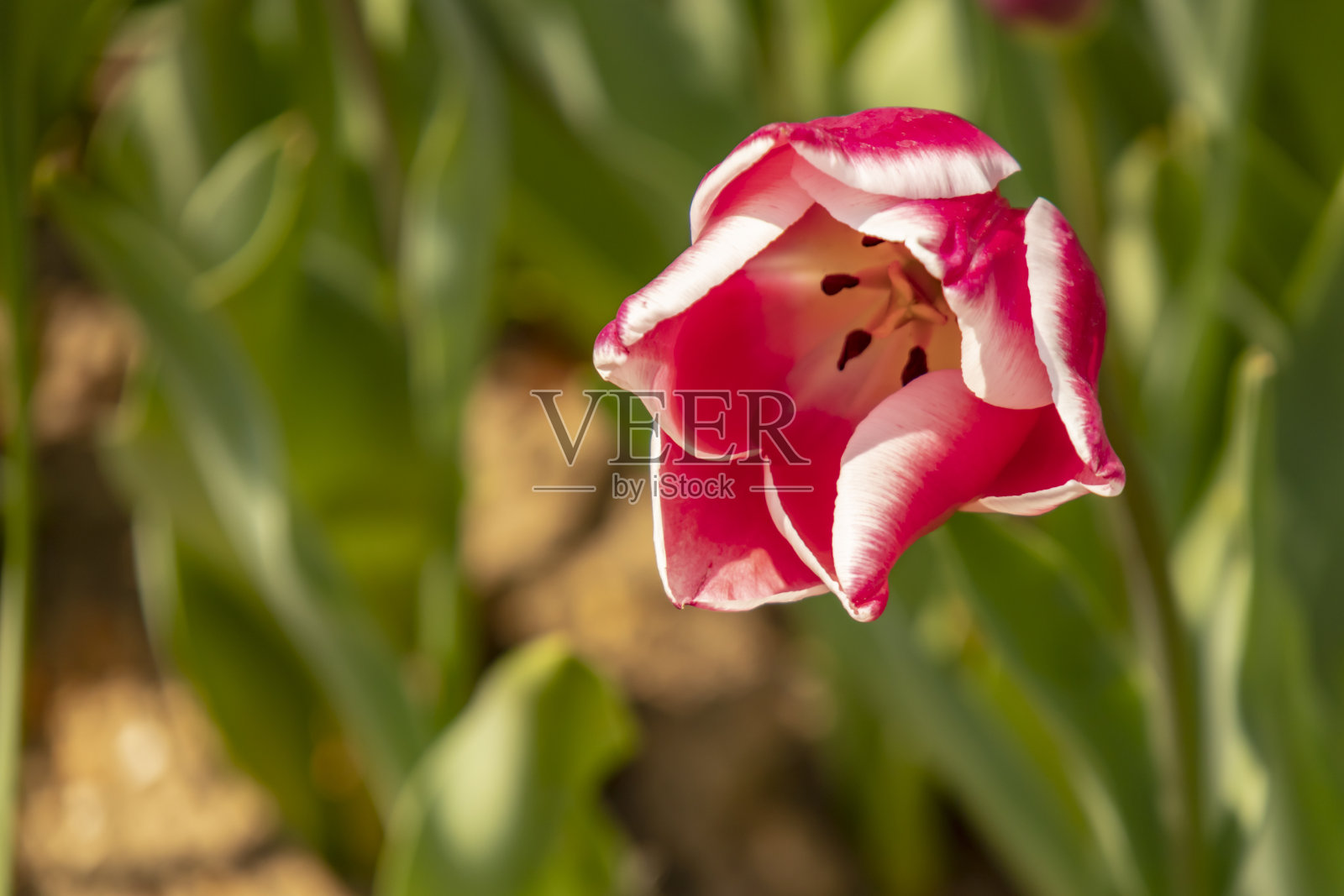 近距离郁金香在绿色的自然照片摄影图片