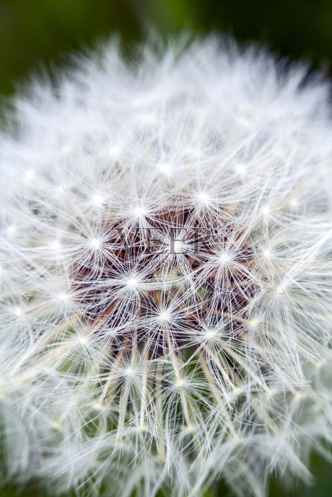 近距离的蒲公英种子上的花头照片摄影图片